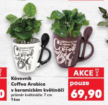 KVOVNK COFFEA ARABICA V KERAMICKM KVTINI