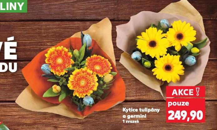 KYTICE TULIPNY A GERMINI