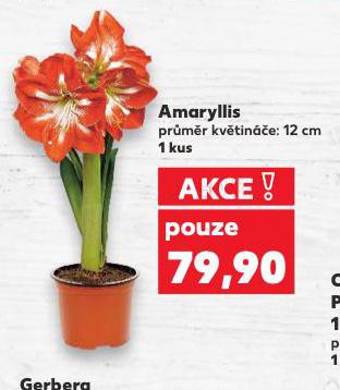 AMARYLLIS