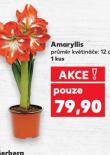 AMARYLLIS