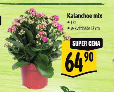 KALANCHOE MIX