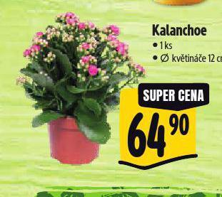 KALANCHOE