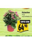 KALANCHOE