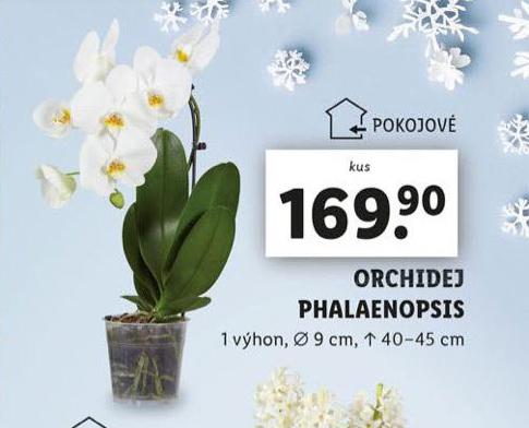 ORCHIDEA - PHALAENOPSIS