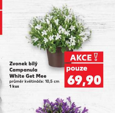 ZVONEK BL CAMPANULA WHITE GET MEE