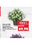 ZVONEK BL CAMPANULA WHITE GET MEE