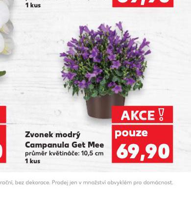 ZVONEK MODR CAMPANULA GET MEE