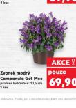 ZVONEK MODR CAMPANULA GET MEE