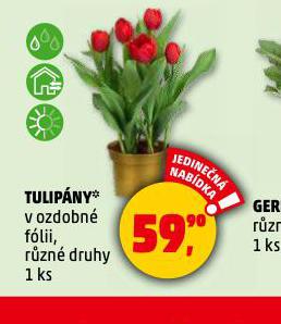 TULIPNY