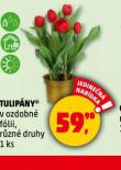 TULIPNY