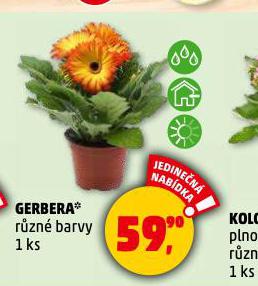 GERBERA