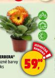 GERBERA