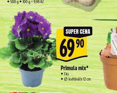 PRIMULA MIX