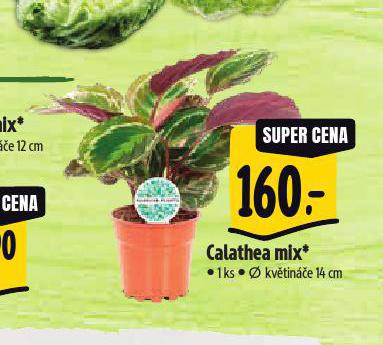 CALATHEA MIX