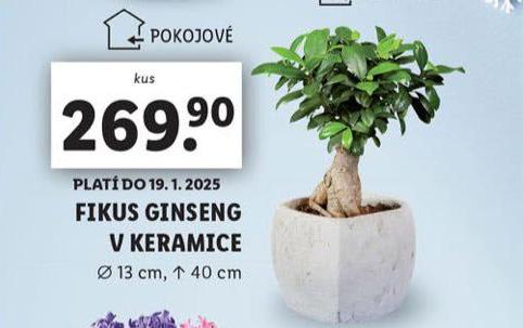 FIKUS GINSENG V KERAMICE