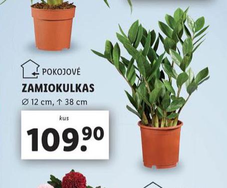 ZAMIOKULKAS