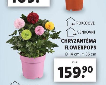 CHRYZANTMA FLOWERPOPS