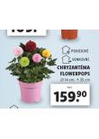 CHRYZANTMA FLOWERPOPS