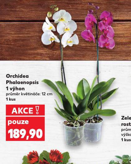 ORCHIDEA PHALAENOPSIS