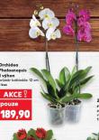 ORCHIDEA PHALAENOPSIS