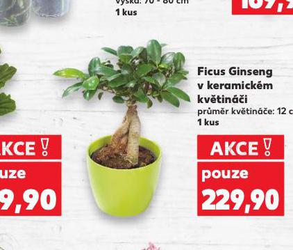 FICUS GINSENG 