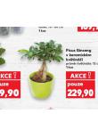 FICUS GINSENG 