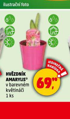 HVZDNK AMARYLIS