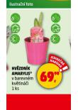 HVZDNK AMARYLIS