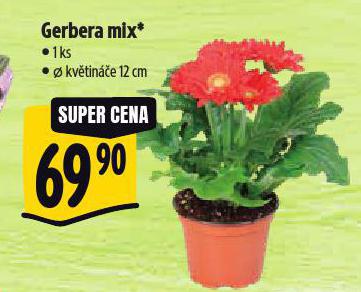 GERBERA MIX