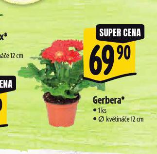 GERBERA