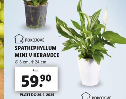 SPATHIPHYLLUM MINI V KERAMICE