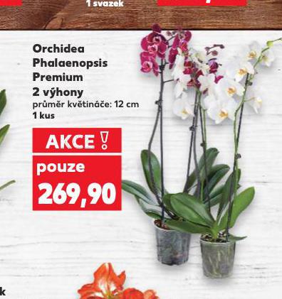 ORCHIDEA PHALAENOPSIS