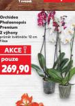 ORCHIDEA PHALAENOPSIS