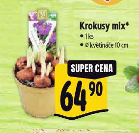 KROKUSY MIX