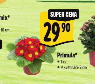 PRIMULA