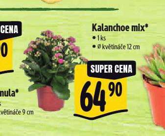 KALANCHOE MIX