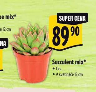 SUCCULENT MIX