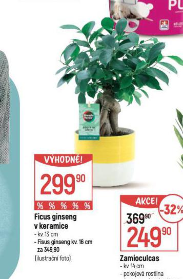 FICUS GINSENG V KERAMICE