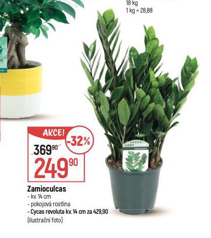 ZAMIOCULCAS