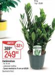 ZAMIOCULCAS