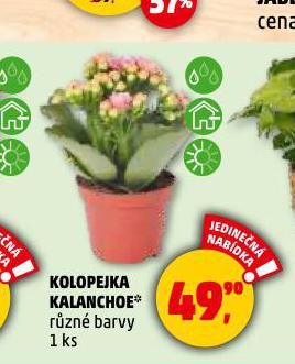 KOLOPEJKA KALANCHOE