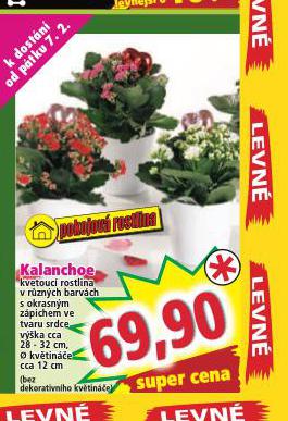 KALANCHOE