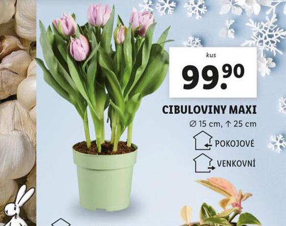 CIBULOVNY MAXI