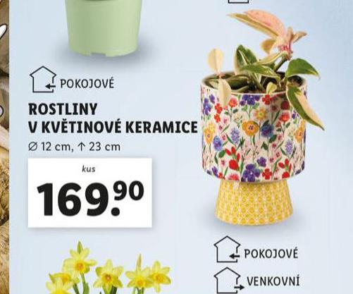 ROSTLINY V KVTINOV KERAMICE