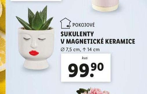 SUKULENTY V MAGNETICK KERAMICE