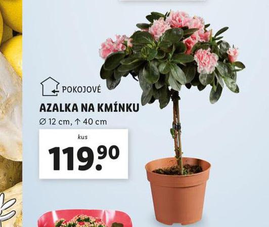 AZALKA NA KMNKU