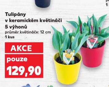 TULIPNY