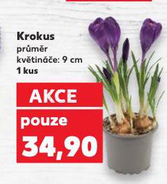 KROKUS