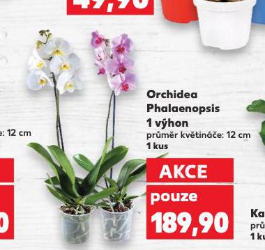 ORCHIDEA PHALAENOPSIS