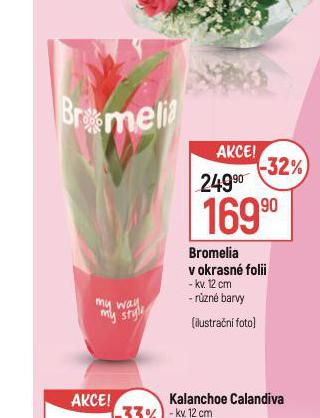 BROMELIE V OKRASN FLII